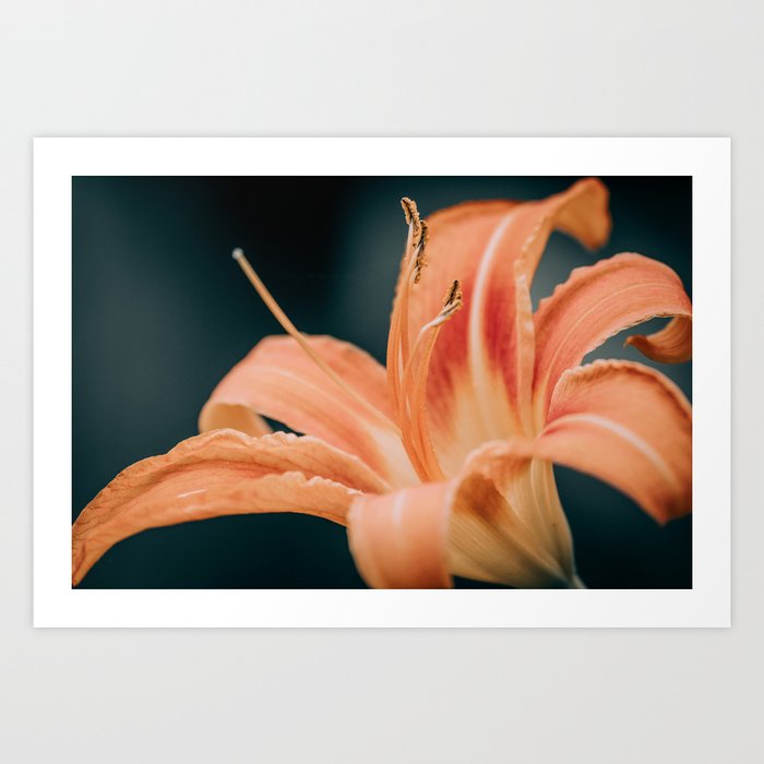 Orange Lily Flower Photograph Art Print