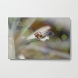 Cicada on Pineapple Tree in Summer Light Metal Print