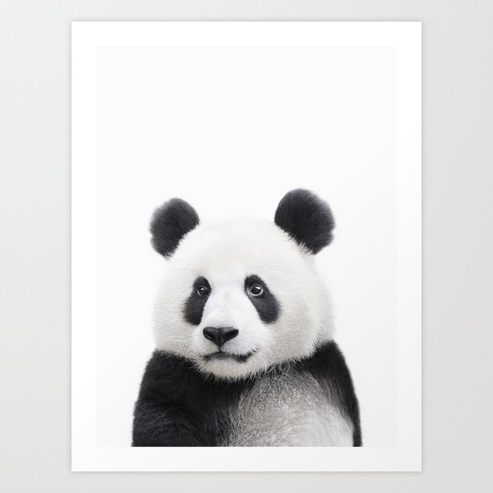 Panda cos. Панда портрет. Постеры в детскую в скандинавском стиле. Постеры в детскую енот.