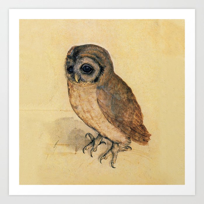 Albrecht Durer The Little Owl Art Print