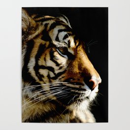 Close-up of Sumatran tiger on a black background Poster