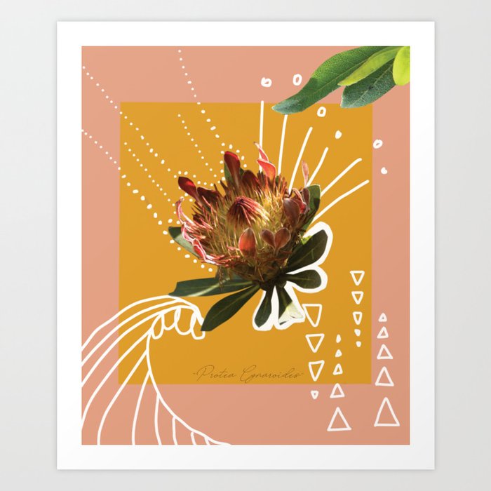 Protea Cynaroides Art Print