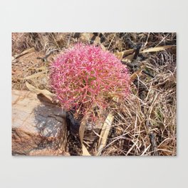 Pink desert plant Canvas Print