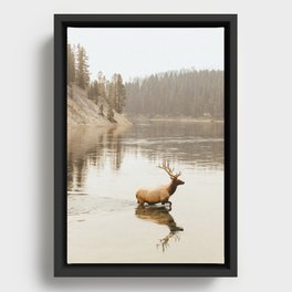 Yellowstone Elk Framed Canvas