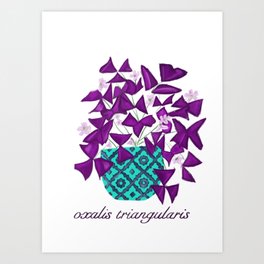 Oxalis Triangularis Art Print | Purple, Purpleflowers, Purpleshamrock, Butterflyplant, Drawing, Boho, Luckyclover, Wallart, Botanicalprint, Botanicalart 