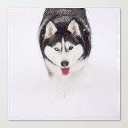 Husky with two different colored eyes in Snow Canvas Print