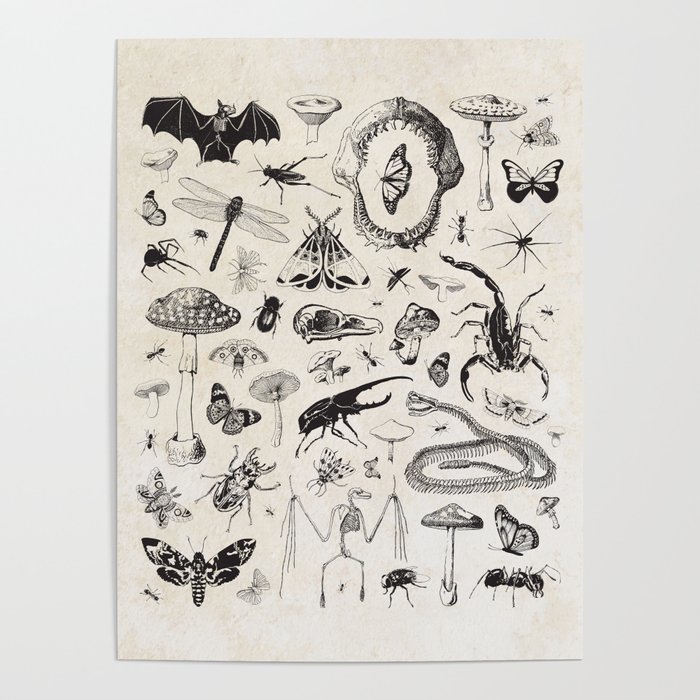 Bones, Bugs, Botanicals Poster