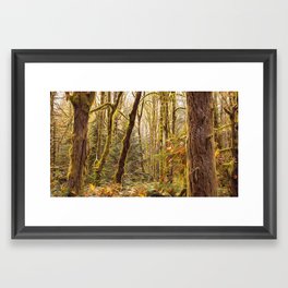 Deep in a Temperate Rainforest  Framed Art Print