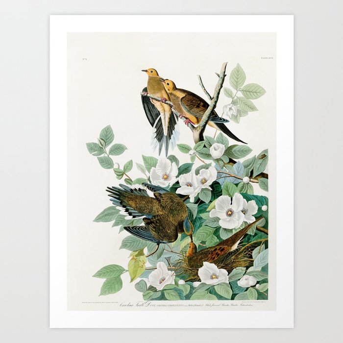 Carolina Turtle Dove, Birds of America by John James Audubon Art Print