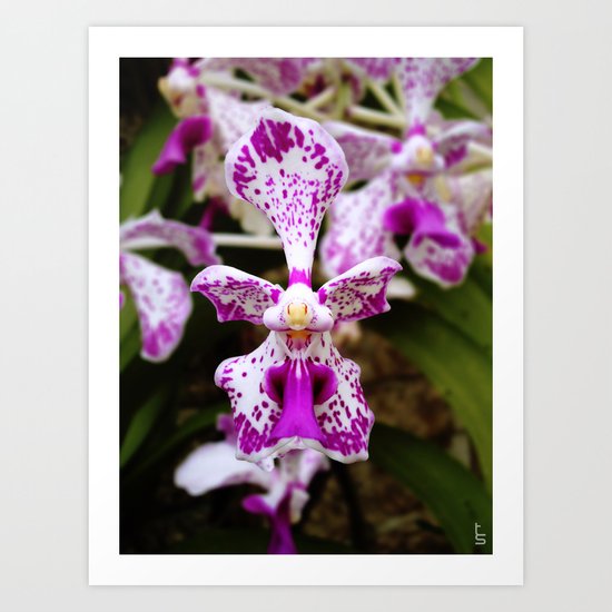 Wild Orchid (Pink & White) Art Print
