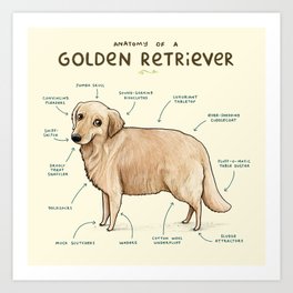Anatomy of a Golden Retriever Art Print