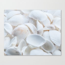 seashell color Canvas Print