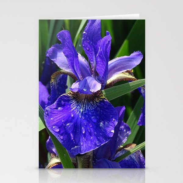Iris in Purple Stationery Cards