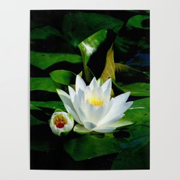 The perfect white water lily Poster