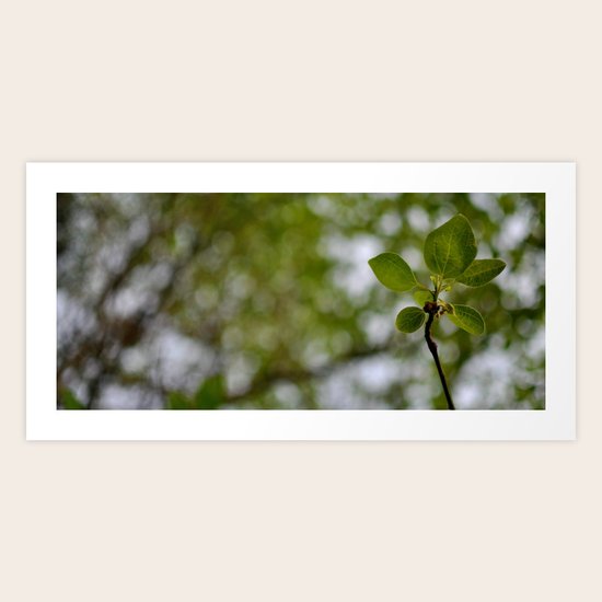 Sprout Art Print