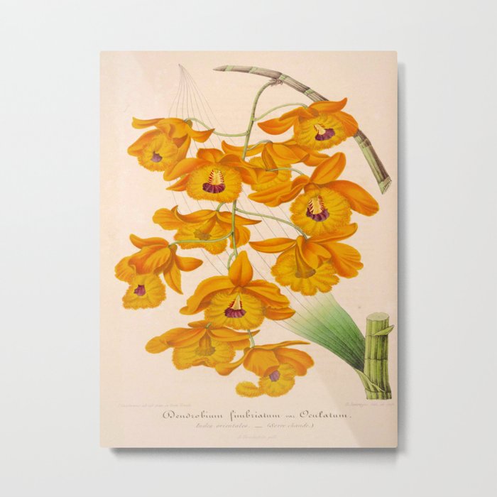 Dendrobium fimbriatum Vintage Botanical Floral Flower Plant Scientific Illustration Metal Print