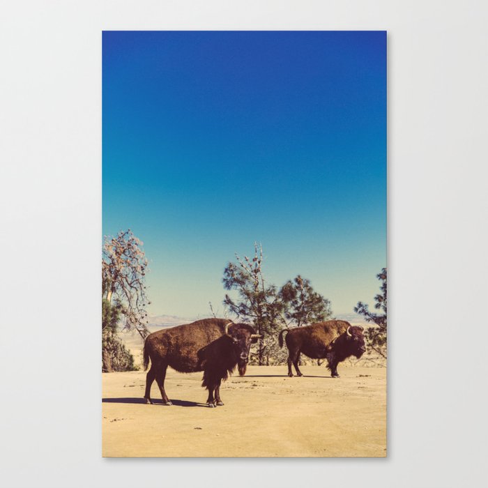 Bison at the Ranch, Lancaster, CA Canvas Print