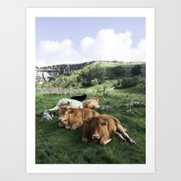 The cows Art Print