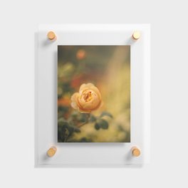 Golden yellow rose | Flower photography | Floral photography Floating Acrylic Print