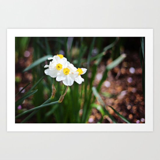 SC Buttercups Art Print