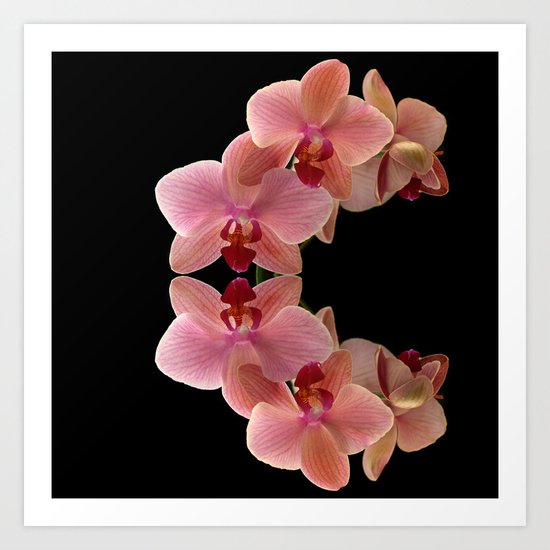 Orchid. Art Print