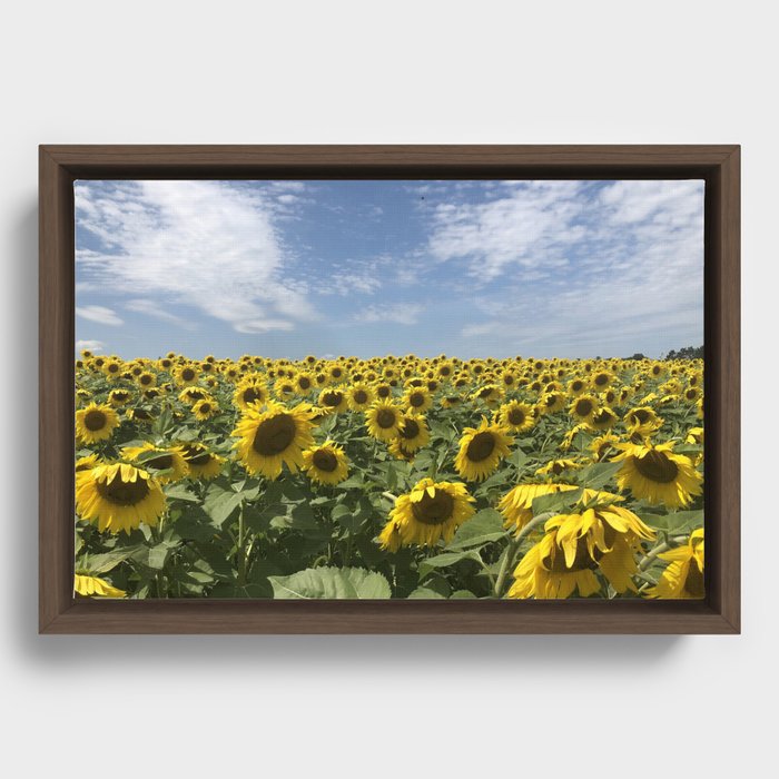 Field of sunflowers, Minneapolis photography series, no. 3 Framed Canvas