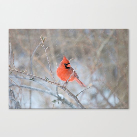 Hanging On (Northern Cardinal) Canvas Print