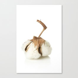 cotton seed Canvas Print