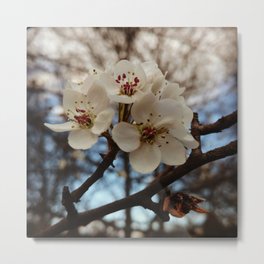 Spring, mock orange blossoms Metal Print | Flowers, White, Blossoms, Fresh, Photo, Buds, Tree, Mockorange, Clouds, Digital 