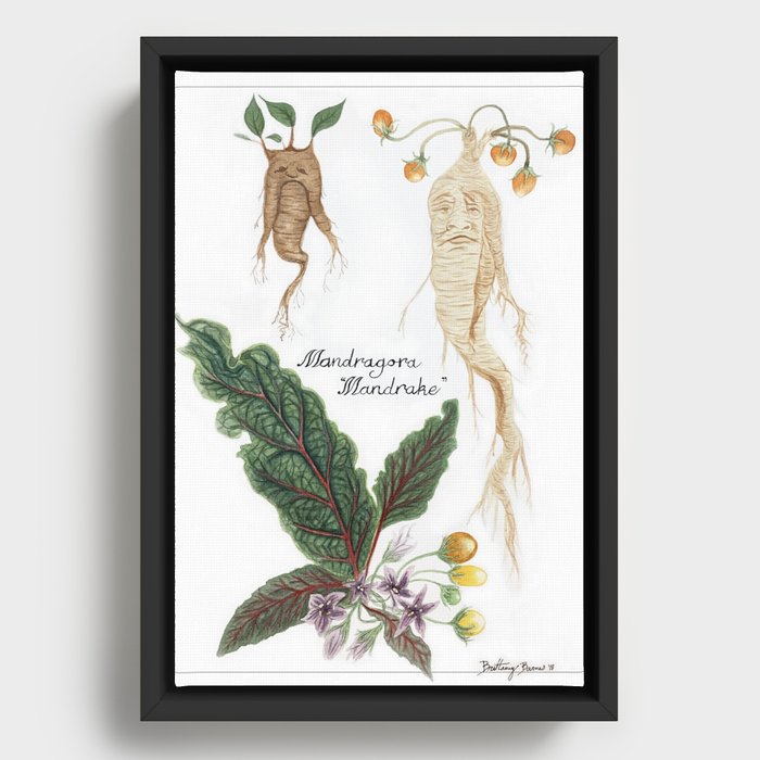 Mandrake Botanical Art Framed Canvas