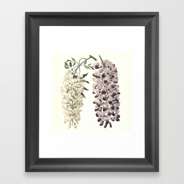 Wisteria Sinensis Botanical Art Isolated On White Framed Art Print