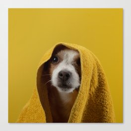 Jack Russell Terrier 8 Canvas Print