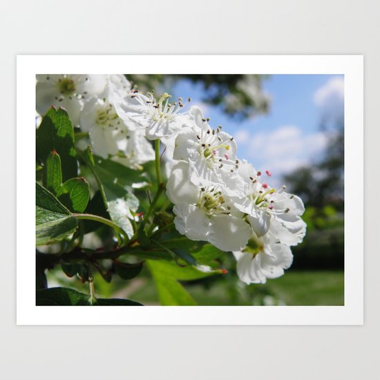 Buds #1 Art Print