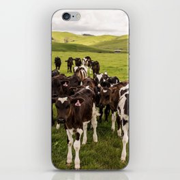 New Zealand Photography - Flock Of Cows On The Grassy Field iPhone Skin