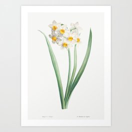 Vintage Narcissus Flower Illustration by Pierre-Joseph Redouté Art Print