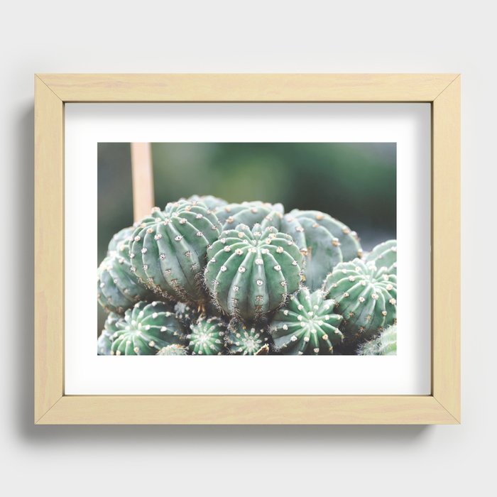 Succulents 4 Recessed Framed Print
