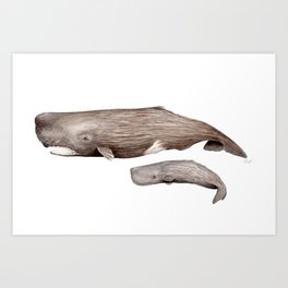 Sperm whale Art Print