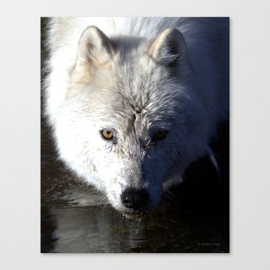 Quenched Canvas Print
