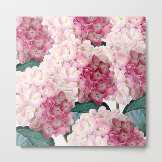 Pink Hydrangea Metal Print