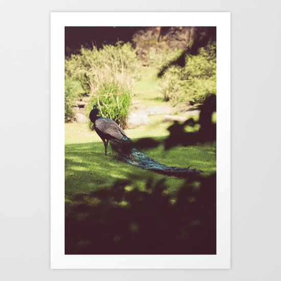 Peacock Art Print