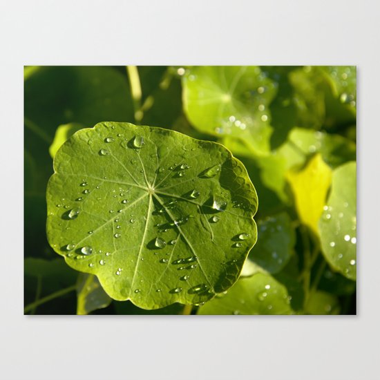 Rain drips on a nasturtium leaf Canvas Print