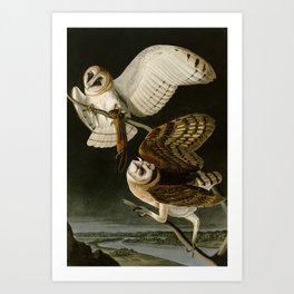 Barn Owl - Vintage Bird Illustration Art Print