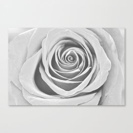 White Rose Flower Detail Macro Canvas Print