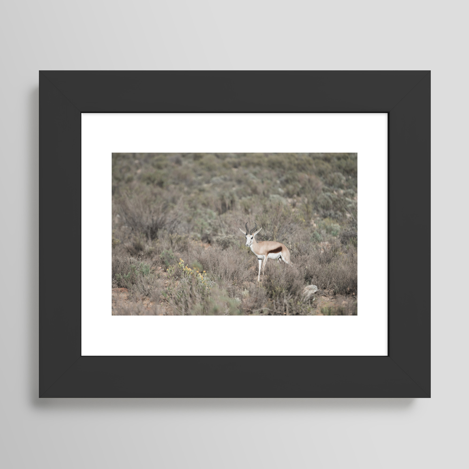Springbok at Sunrise in South Africa | Wall Art Print Cape ...