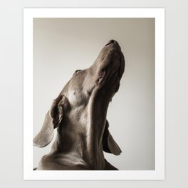 Portrait of Dave (1) Art Print | Digital, Color, Weim, Dog, Dogmodel, Sirliraitma, Weims, Davetheweimaraner, Dogs, Weimaraner 