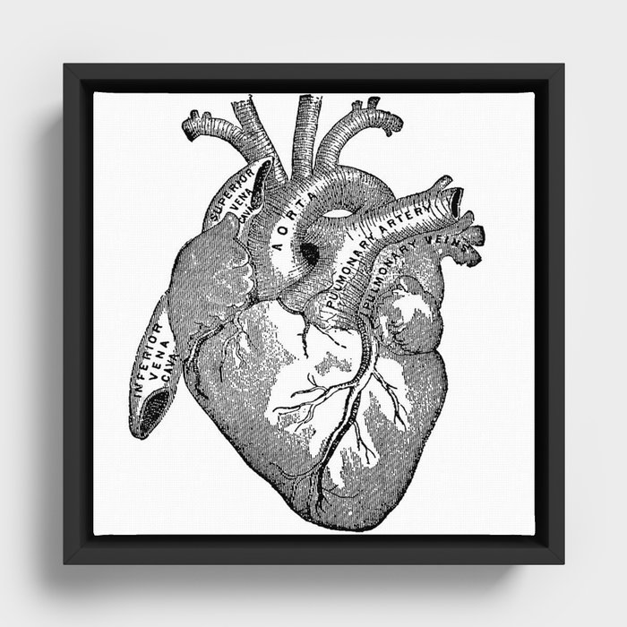 Vintage Anatomy Heart Framed Canvas