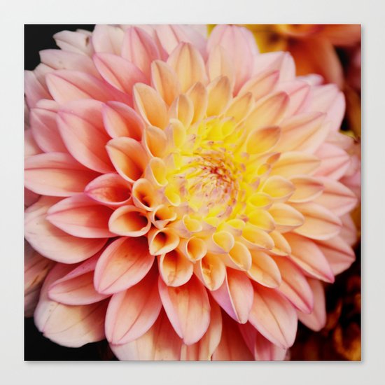 Light pink Dahlia #3 Canvas Print