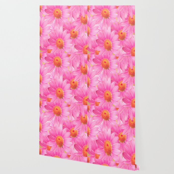 Bunch Of Pink Daisy Flowers A Fresh Summer Feel In Pink Color