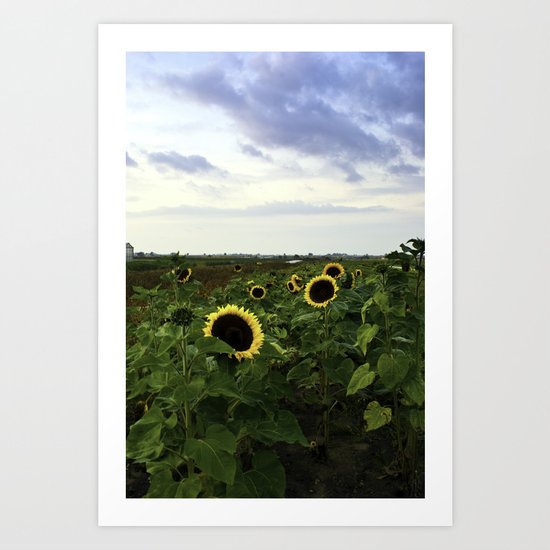 Sunflower Row Art Print