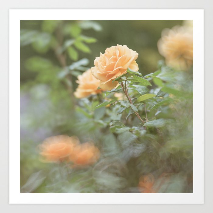 Rose Garden - Flower Photography VII  Art Print